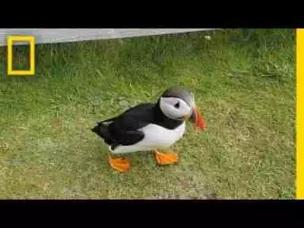 Video: Watch: Curious Puffin Befriends a Tourist | National Geographic